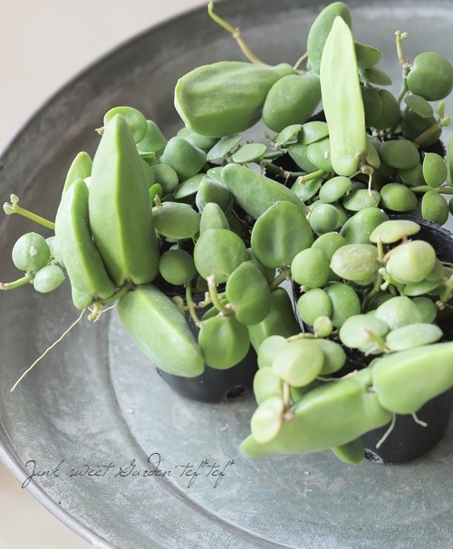 ڴտʪ ǥǥ إޥ硼١