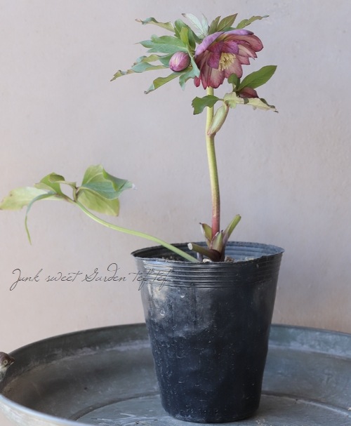 横山園芸・育種生産】 クリスマスローズ 『ダブル』 【Y】 | すべての