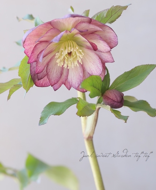 横山園芸・育種生産】 クリスマスローズ 『ダブル』 【Y】 | すべての