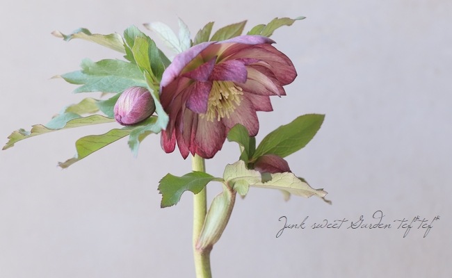 横山園芸・育種生産】 クリスマスローズ 『ダブル』 【Y】 | すべての