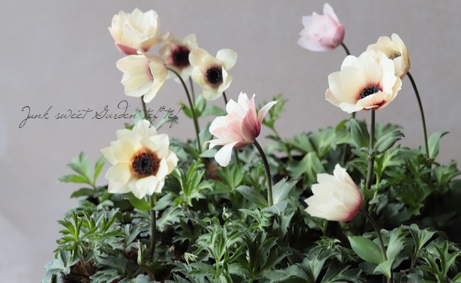 アネモネパブニナ 横山園芸さんのガーデンアネモネ 『パブニナ』 【No.42】2023