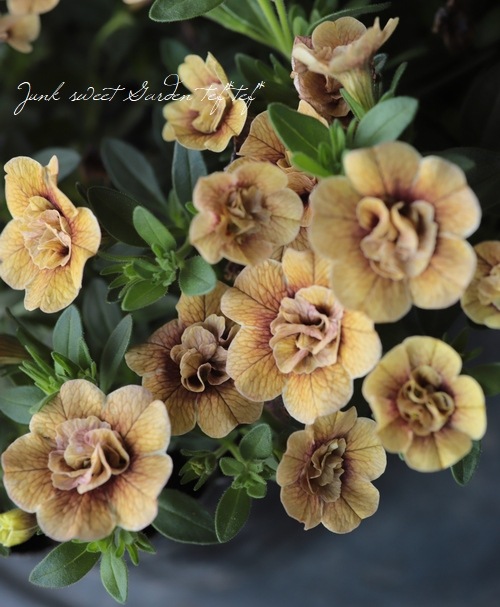 ��ʬ������롪Ȭ�ź餭������֥饳�����ƥ��ե��������֥롡����ƥ��������꡼�� No.82