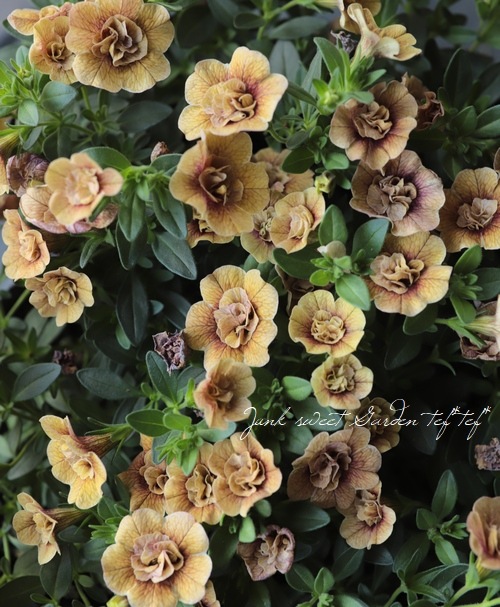 ��ʬ������롪Ȭ�ź餭������֥饳�����ƥ��ե��������֥롡����ƥ��������꡼�� No.82