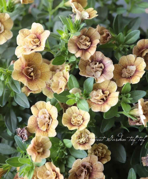 ��ʬ������롪Ȭ�ź餭������֥饳�����ƥ��ե��������֥롡����ƥ��������꡼�� No.82