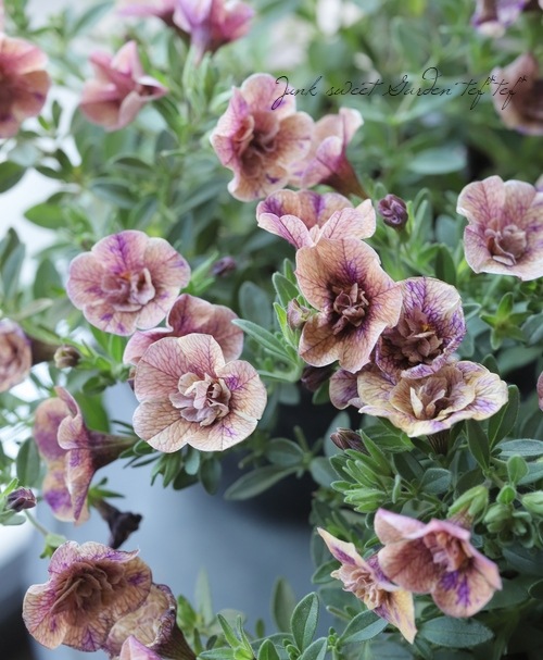 ��ʬ������롪Ȭ�ź餭������֥饳�����ƥ��ե��������֥롡����ƥ��������꡼�� No.82