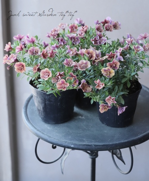 ��ʬ������롪Ȭ�ź餭������֥饳�����ƥ��ե��������֥롡����ƥ��������꡼�� No.82