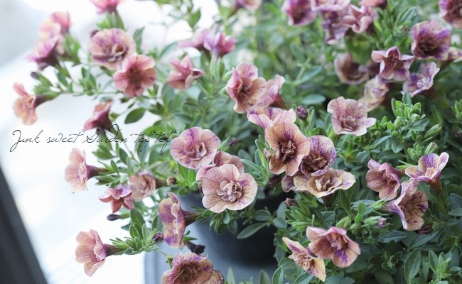 ��ʬ������롪Ȭ�ź餭������֥饳�����ƥ��ե��������֥롡����ƥ��������꡼�� No.82