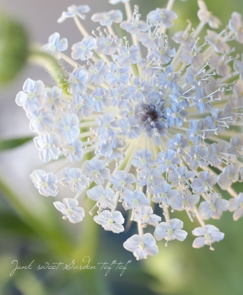 ディディスカス 『ブルーレースフラワー』 | すべての商品 | | Junk