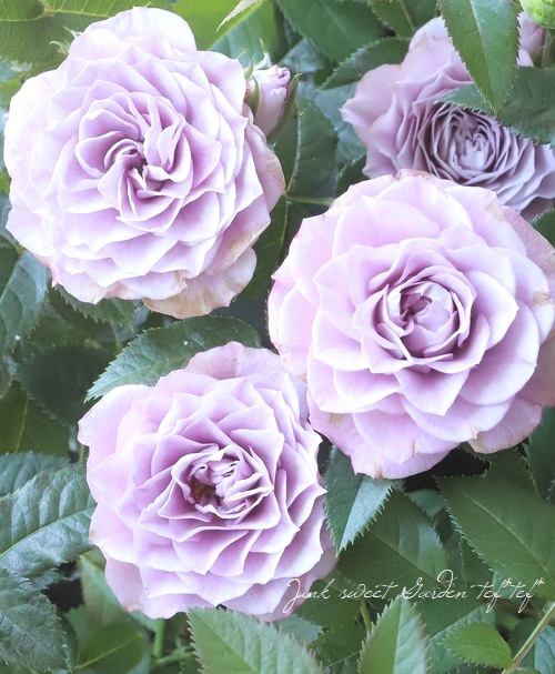 ミニバラ・コルダナ 『インプルーブドブルー』 | すべての商品