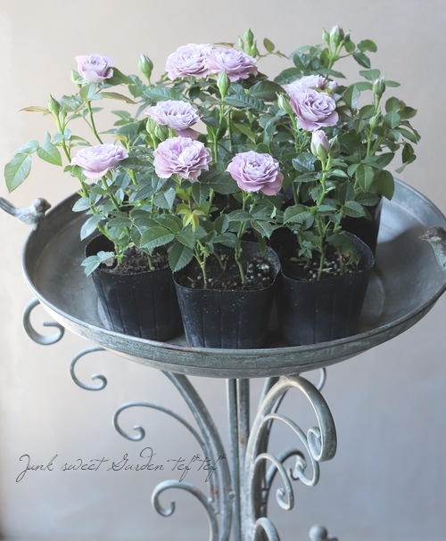 ミニバラ・コルダナ 『インプルーブドブルー』 | すべての商品