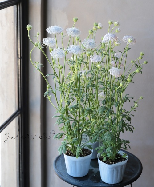 ディディスカス ブルーレースフラワー すべての商品 Junk Sweet Garden Tef Tef