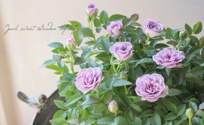 �ߥ˥Х顦������ʡ��إ���ץ롼�֥ɥ֥롼��