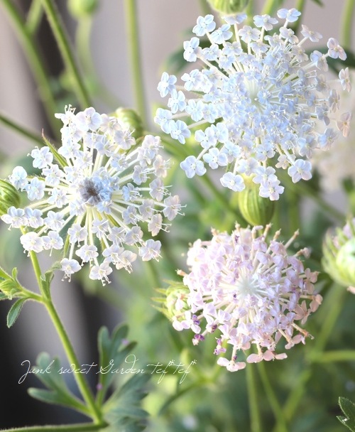 ディディスカス ブルーレースフラワー すべての商品 Junk Sweet Garden Tef Tef