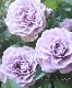 �ߥ˥Х顦������ʡ��إ���ץ롼�֥ɥ֥롼��