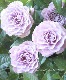 �ߥ˥Х顦������ʡ��إ���ץ롼�֥ɥ֥롼��