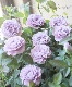 �ߥ˥Х顦������ʡ��إ���ץ롼�֥ɥ֥롼��