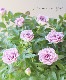 �ߥ˥Х顦������ʡ��إ���ץ롼�֥ɥ֥롼��