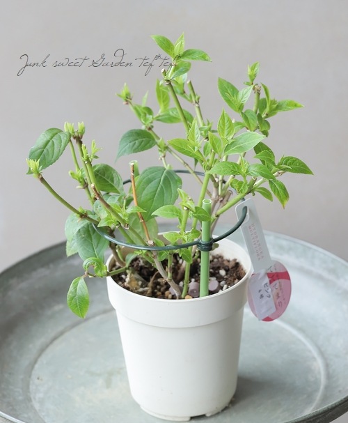 �ڵȲ���Ҥ���ۤƤޤ�餭���۲� �ؤƤƤƤޤ�� �ԥ�