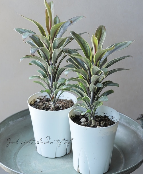 観葉植物】 コルジリネ 『コーヒーコンパクタ』 | すべての商品