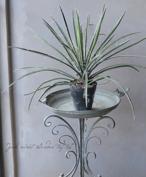 ユッカ 『カルネロサーナ-carnerosana-』 | すべての商品 | | Junk