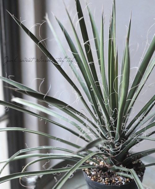 ユッカ 『カルネロサーナ-carnerosana-』 | すべての商品 | | Junk