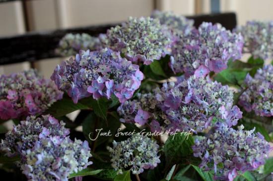 てまり山紫陽花 『渥美の虹丸』 | すべての商品 | | Junk sweet Garden