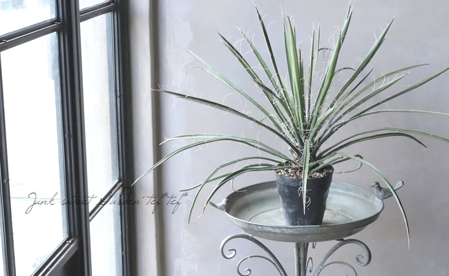 ユッカ 『カルネロサーナ-carnerosana-』 | すべての商品 | | Junk