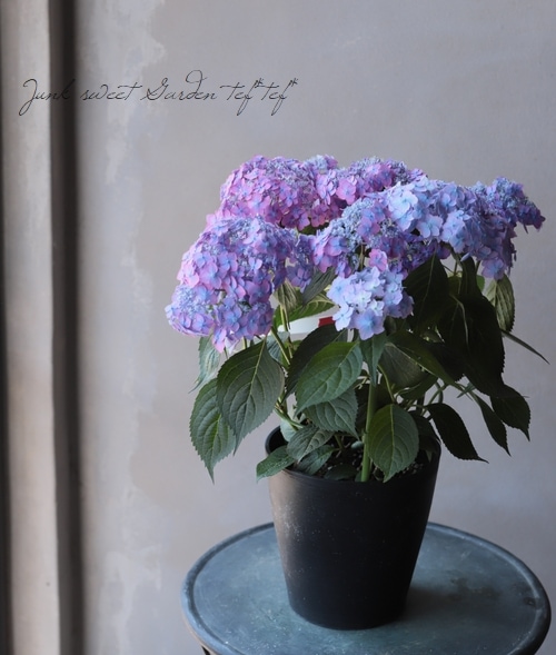 てまり山紫陽花 『渥美の虹丸』 | すべての商品 | | Junk sweet Garden
