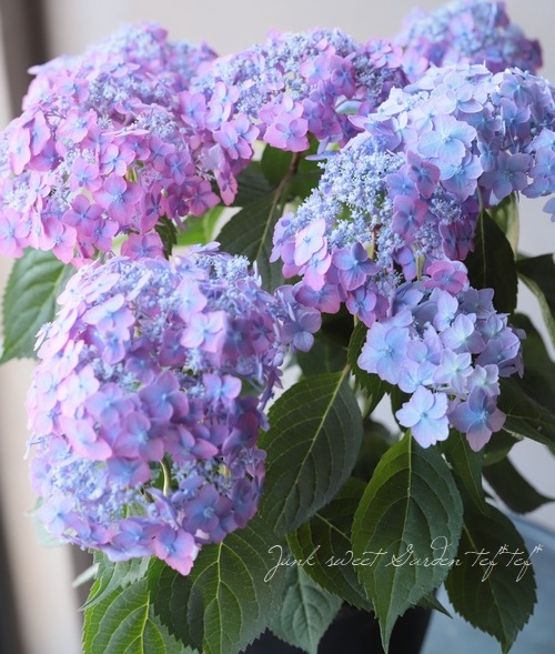 てまり山紫陽花 『渥美の虹丸』 | すべての商品 | | Junk sweet Garden
