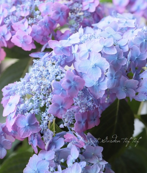 てまり山紫陽花 『渥美の虹丸』 | すべての商品 | | Junk sweet