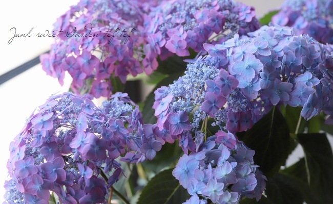 てまり山紫陽花 『渥美の虹丸』 | すべての商品 | | Junk sweet Garden