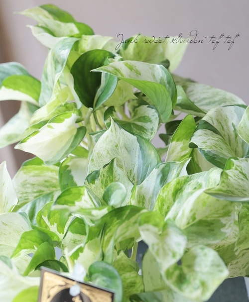 観葉植物】 斑入りポトス 『ステータス』 吊り鉢 | すべての商品