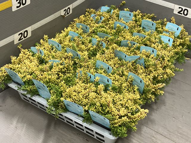 ������餭���롼�ʡ��إ������ԥ󥰥��롼�ʡ١��ڥ����쥢��