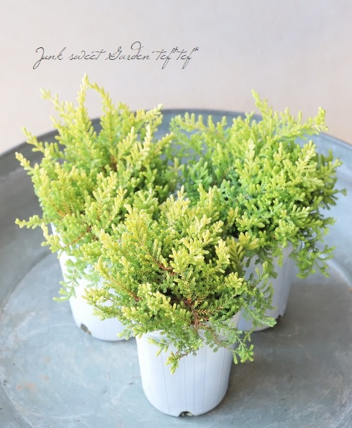 ������餭���롼�ʡ��إ������ԥ󥰥��롼�ʡ١��ڥ����쥢��