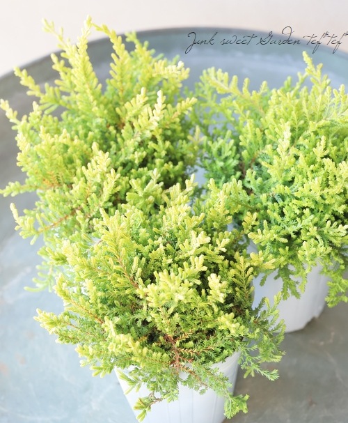 ������餭���롼�ʡ��إ������ԥ󥰥��롼�ʡ١��ڥ����쥢��