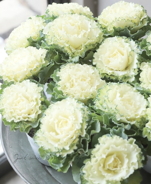 □葉牡丹 『マイフェアレディ』 3本植え | すべての商品 | | Junk