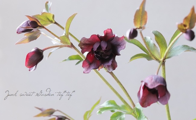 R*♡様 S▪️クリスマスローズ アンティーククレオパトラ 株分け R*♡様 S▪️クリスマスローズ アンティーククレオパトラ 株分け