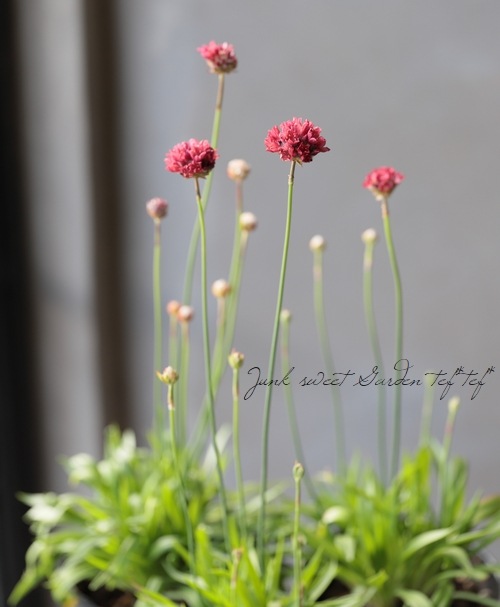 もらって嬉しい出産祝い アルメリア 種 バレリーナミックス 1袋 粒 アルメリアの種 アルメリアの花 ハマカンザシ 花たね 花の種 種子 タネ 国華園