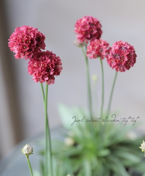 もらって嬉しい出産祝い アルメリア 種 バレリーナミックス 1袋 粒 アルメリアの種 アルメリアの花 ハマカンザシ 花たね 花の種 種子 タネ 国華園