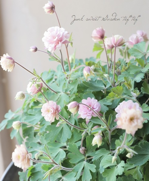 ��LUXURY SELECTION��tef*tef*���ꥸ�ʥ롪Ȭ�ź餭�����ޥ����إ��饷���륻�ԥ��� �����1��ʪ��E��