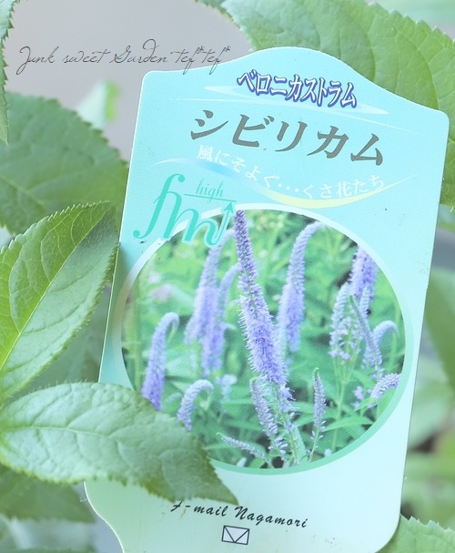 ベロニカストラム・クガイソウ 『シビリカム』 ブルー | すべての商品