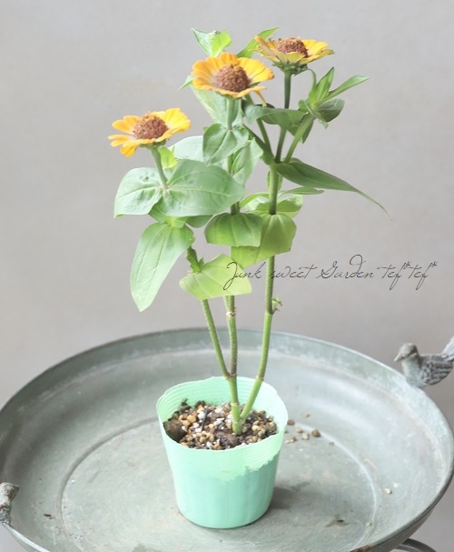 ���˥�������ǥ�� ��D�����ס�