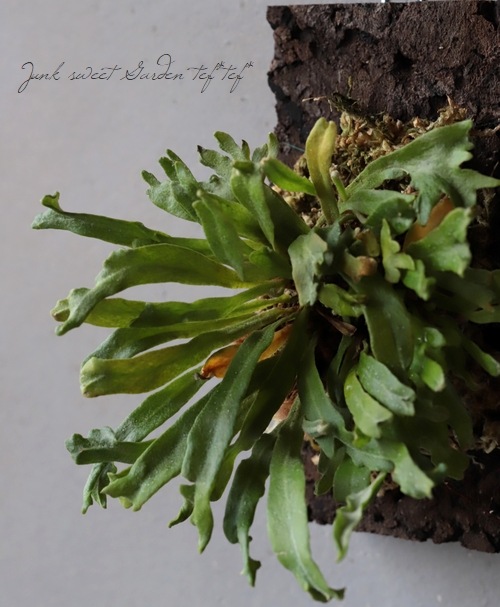 ڴտʪۥҥȥĥСؼѲ١