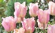 �ڵ庬�� ���塼��åס��إ��ץꥳ�åȥӥ塼�ƥ�����