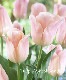 �ڵ庬�� ���塼��åס��إ��ץꥳ�åȥӥ塼�ƥ�����