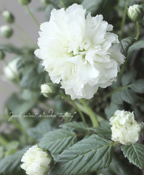 �إܥ���Υ��Х�١���̾�إȥ��󥤥Х�١إȥ���Х��