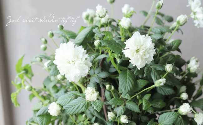 ボタンノイバラ』 和名『トキンイバラ』『トキンバラ』 | すべての商品