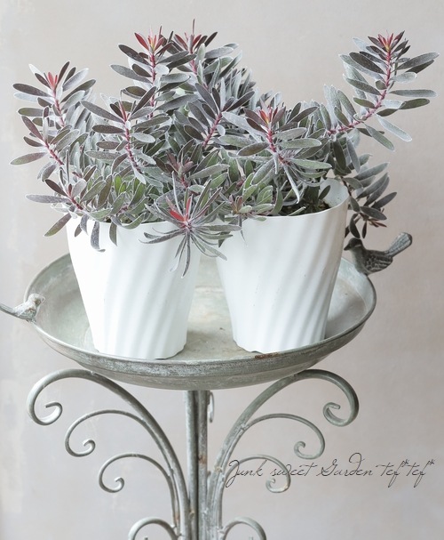 リューカデンドロン 『バーガンディサンセット』 オーストラリア