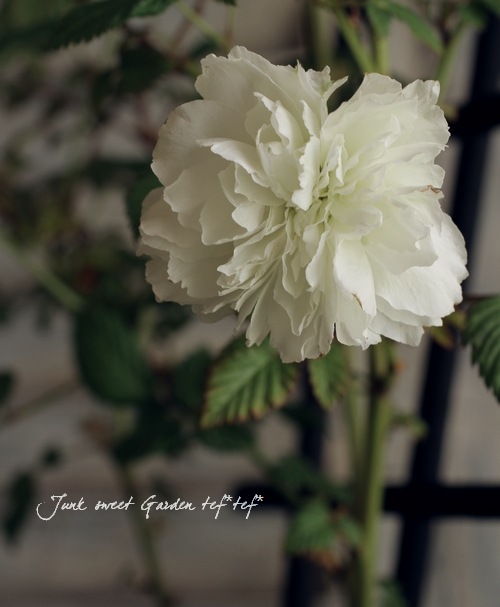 �إܥ���Υ��Х�١���̾�إȥ��󥤥Х�١إȥ���Х��