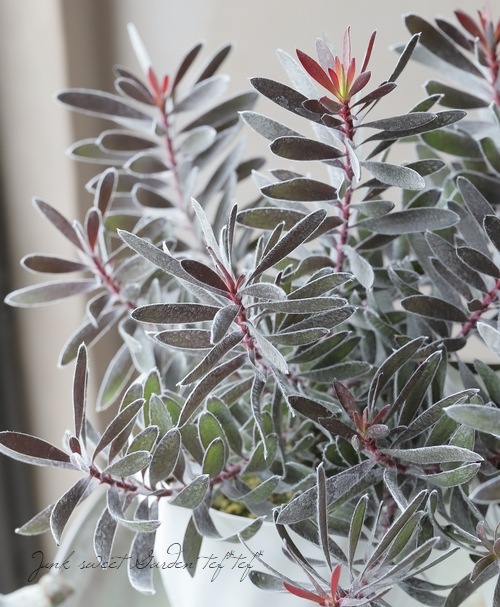 リューカデンドロン 『バーガンディサンセット』 オーストラリア